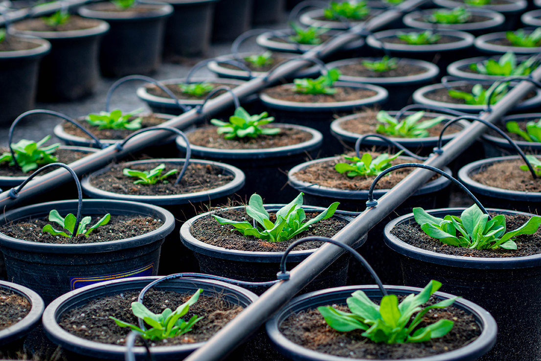 Horticultural crops using a controlled irrigation system
